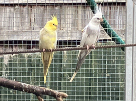 Cocktails/rainbow lorikeets