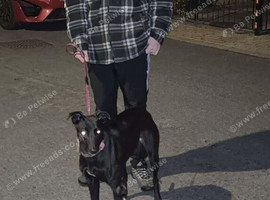 Whippet x bull