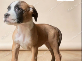 Boxer mix bulldog puppies