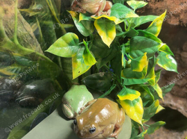 3 whites tree frogs