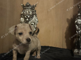 Jack Russel pups
