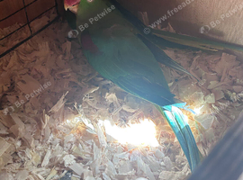 Alaxandrian breeding pair