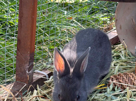 Dwarf/Dutch female