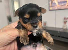 Yorkshire pure terrier
