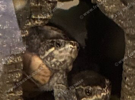 Young female Musk turtle