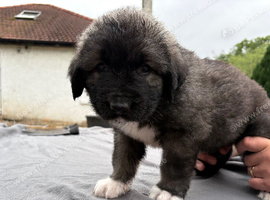 Coming soon! 7 beautiful, big, chunky pure bred Caucasian Shepherd pups for sale.