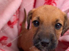 Jack Russell