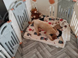 F1B TOY CAVAPOO DNA HEALTH TESTED PARENTS AND GRANDPARENTS