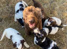 6 adorable super friendly Cockerpoo puppies