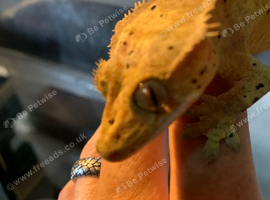 Dalmatian crested gecko adult male