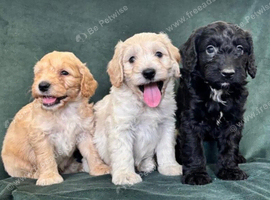 Ready now - Gorgeous Cockapoo puppies mum is Show Cocker x miniature Poodle- Dad is a miniature Poodle - Puppies 3/4 Poodle