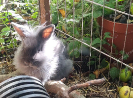 Lionhead Boys and Girls