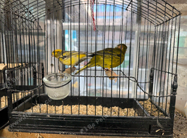 Mixed lot of canaries