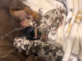 Kennel club Miniature Dachsund puppies