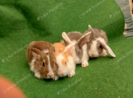 Beautiful Netherland dwarf rabbits