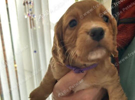 Cocker spaniel puppies