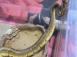 Royal python