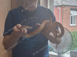 Bloodred corn snake