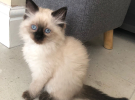 Beautiful Ragdoll kitties