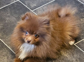 READY TO LEAVE NOW KC BOY POMERANIAN