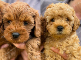 Cavapoo puppies *Ready Now