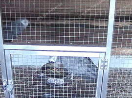 Breeding pair african greys