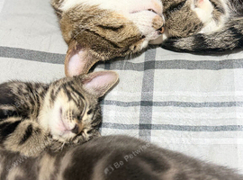 Beautiful Bengal x kittens