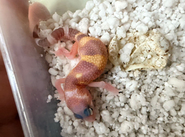 Leopard gecko babies