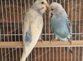 Stunning Exotic Budgie PairFully Bonded & Beautifully Unique