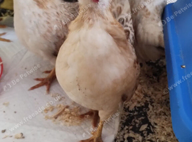 2x trio of serama the world smallest chicken
