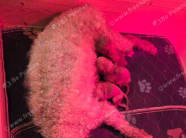 Kc red toy poodle