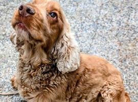Beautiful golden show cocker spaniel