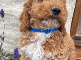 Cockapoo puppies