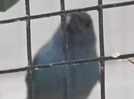 Forbes parrot finches