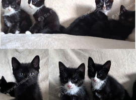 Kittens