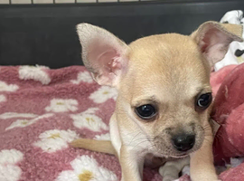 Adorable Chihuahua puppies