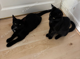 Two Lovely Black Kittens &ndash; Friendly & Beautiful