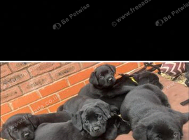 Lab X rottie pups