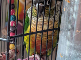 Female green cheek conure