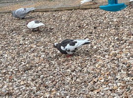 Rolling pigeons