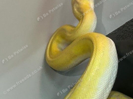 Golden Child Purple Snow Dwarf Reticulated Python at Birmingham Reptiles