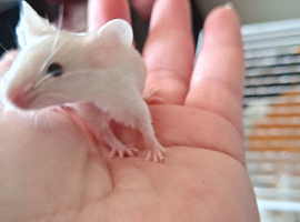 Baby male mice available.