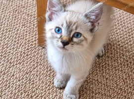 Beautiful blue eyed girl