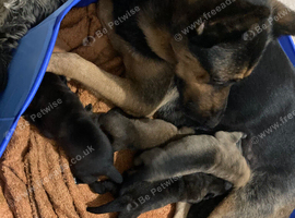 4 Amazing GSD Puppies Ready To Go