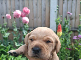 Labrador puppies