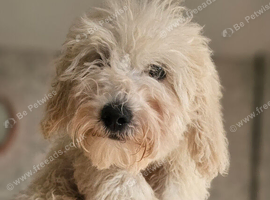 Toy Goldendoodles ~ READY TO LEAVE (UPDATED INFORMATION)