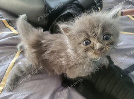 Two male kittens