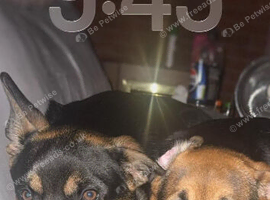 Two beautiful german shepherd cross