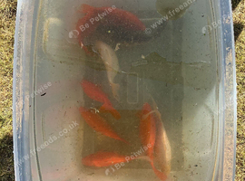 8 large goldfish for sale