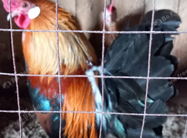 Gold Dutch Bantam